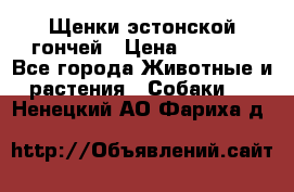 Щенки эстонской гончей › Цена ­ 7 000 - Все города Животные и растения » Собаки   . Ненецкий АО,Фариха д.